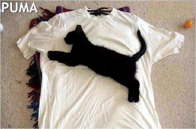 Toje nejlepší puma na světě